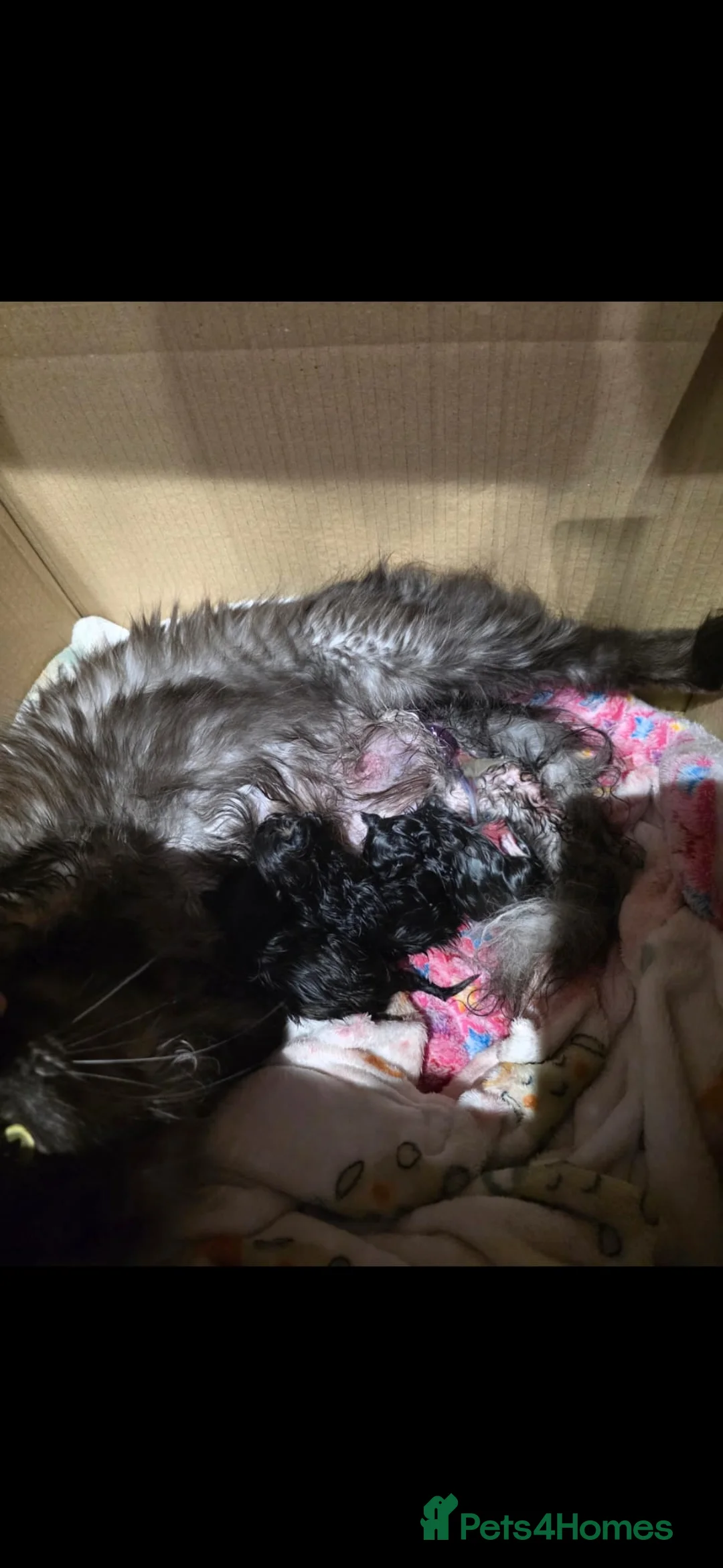 Maine Coon cats for sale: Maine coon kittens - Advert 22