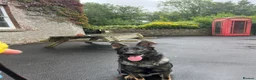 German Shepherd dogs for sale: Working line gsd  - Advert 1