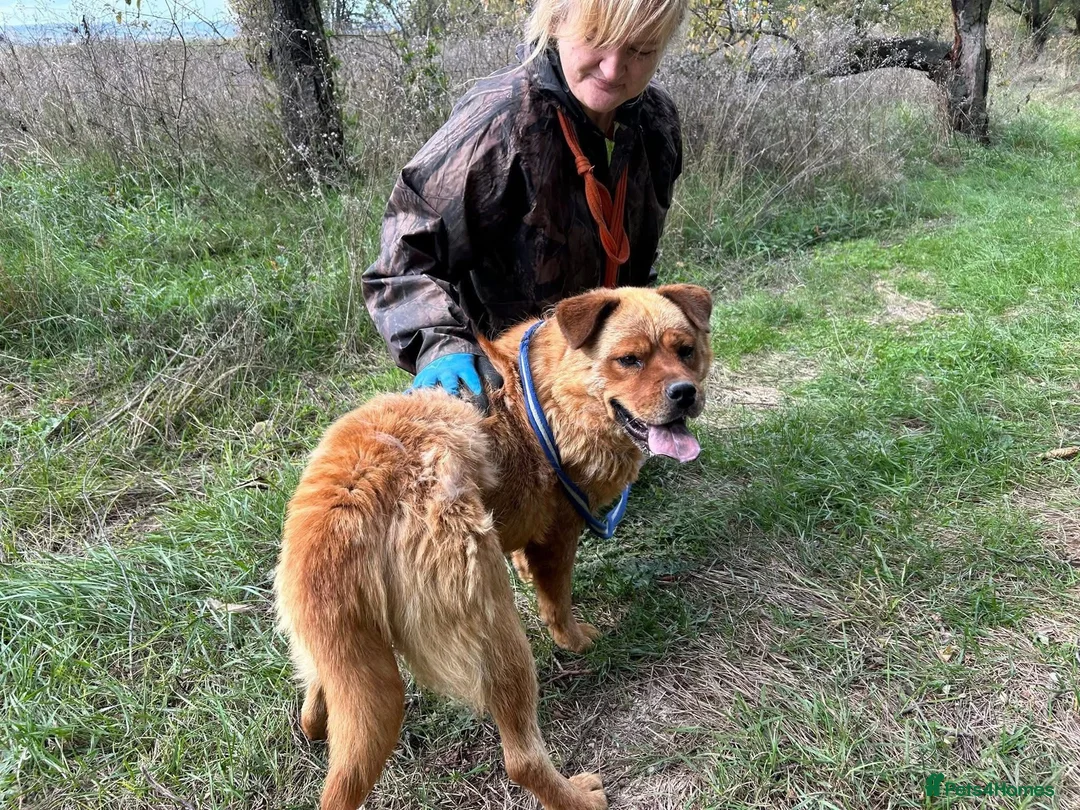 Chow Chow dogs for adoption: Princess - Norwich Norfolk  - Advert 5