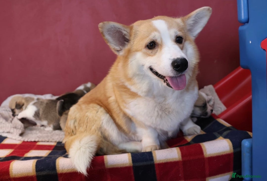Welsh Corgi Pembroke dogs for sale: Show quality puppies - Image 4