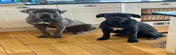 Cane Corso dogs for sale: HANDSOME CANE CORSO PUPPIES - Advert 9