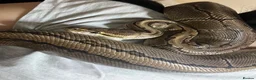 Python Snake reptiles for sale: Female Python in Telford - Advert 3