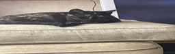 Mixed Breed cats for sale: Ready to go kittens  - Advert 9