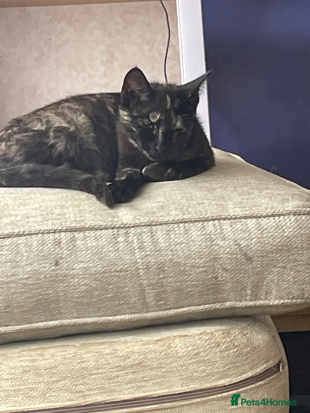 Mixed Breed cats for sale: Ready to go kittens  - Advert 9