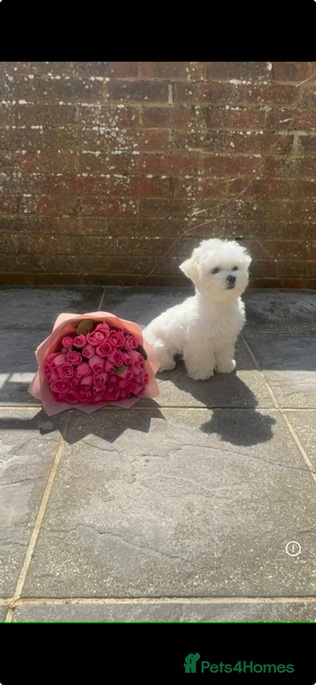 Maltese dogs for stud: Maltese kc champion lines health tested for Stud in Brighton - Advert 2