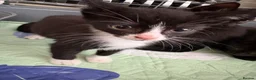 Mixed Breed cats for sale: 5 black and white kittens  - Advert 3