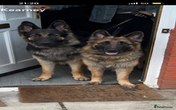 German Shepherd dogs for stud: Proven KC Registered German Shepherd  in Glasgow - Image 7