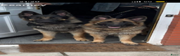 German Shepherd dogs for stud: Proven KC Registered German Shepherd  in Glasgow - Advert 7