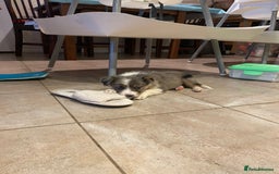Border Collie dogs for sale: 4 Blue Merle Collie pups for sale - Image 6