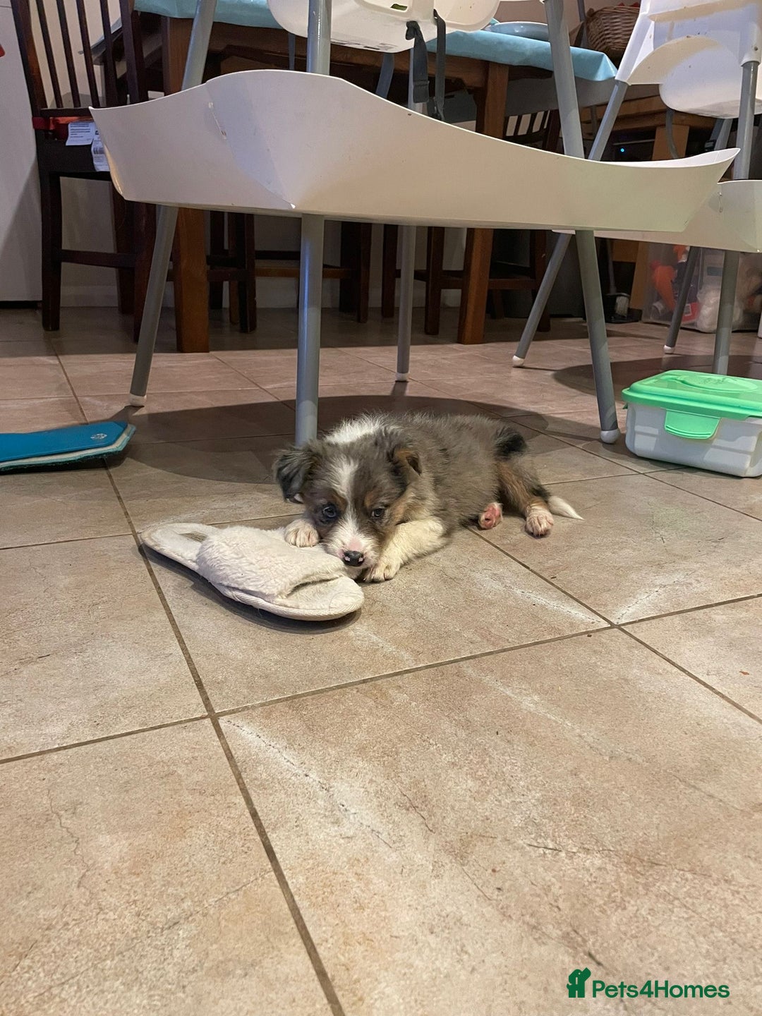 Border Collie dogs for sale: 4 Blue Merle Collie pups for sale - Image 6