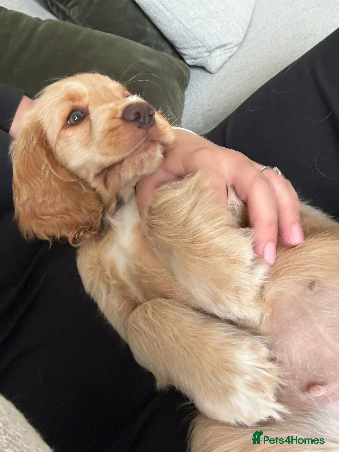 Cocker Spaniel dogs for sale: Lemon Show Cocker Spaniel Female - Advert 1