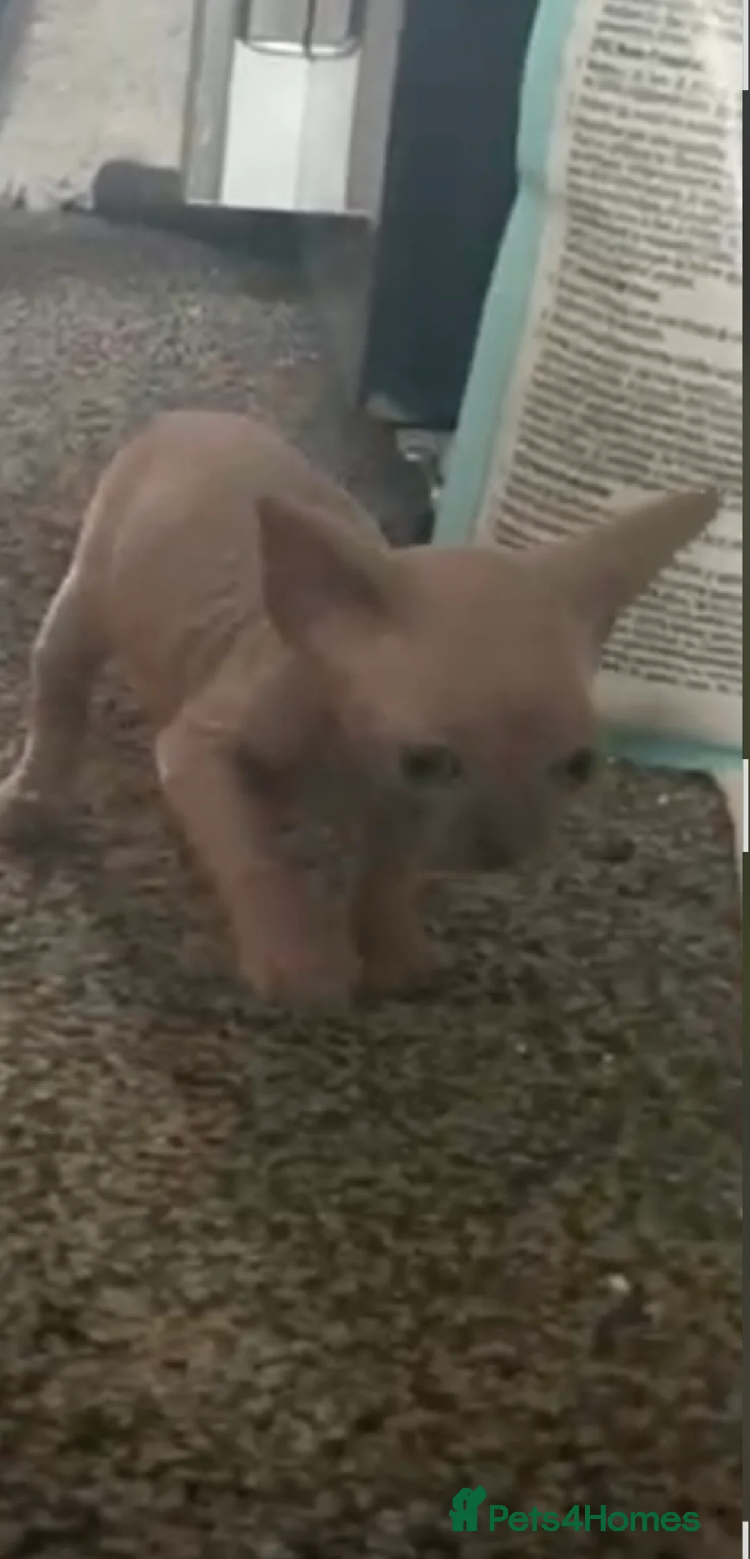 Sphynx cats for sale: Spynx kitten  - Advert 2