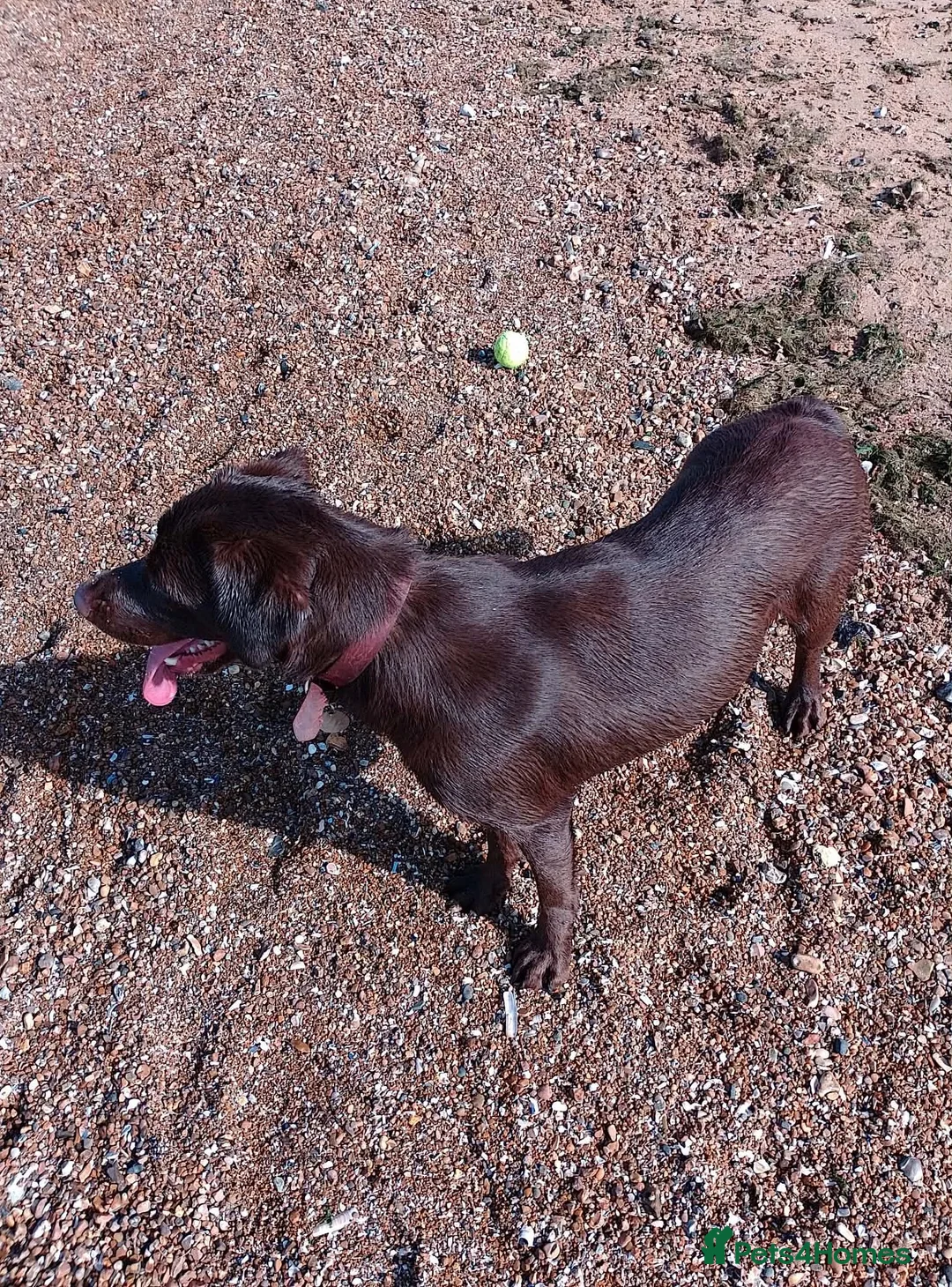 Labrador Retriever dogs for sale: Labrador JOIN OUR WAITING LIST DUE 26th MARCH - Advert 2