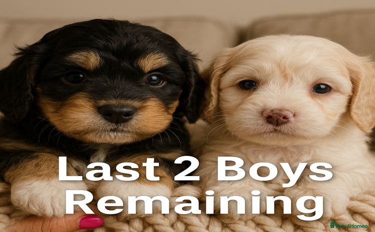Cavapoo dogs - Advert 11
