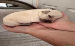 Mixed Breed dogs for sale: 🔥❤️ Beautiful labrador fur baby’s 🔥❤️ - Image 10