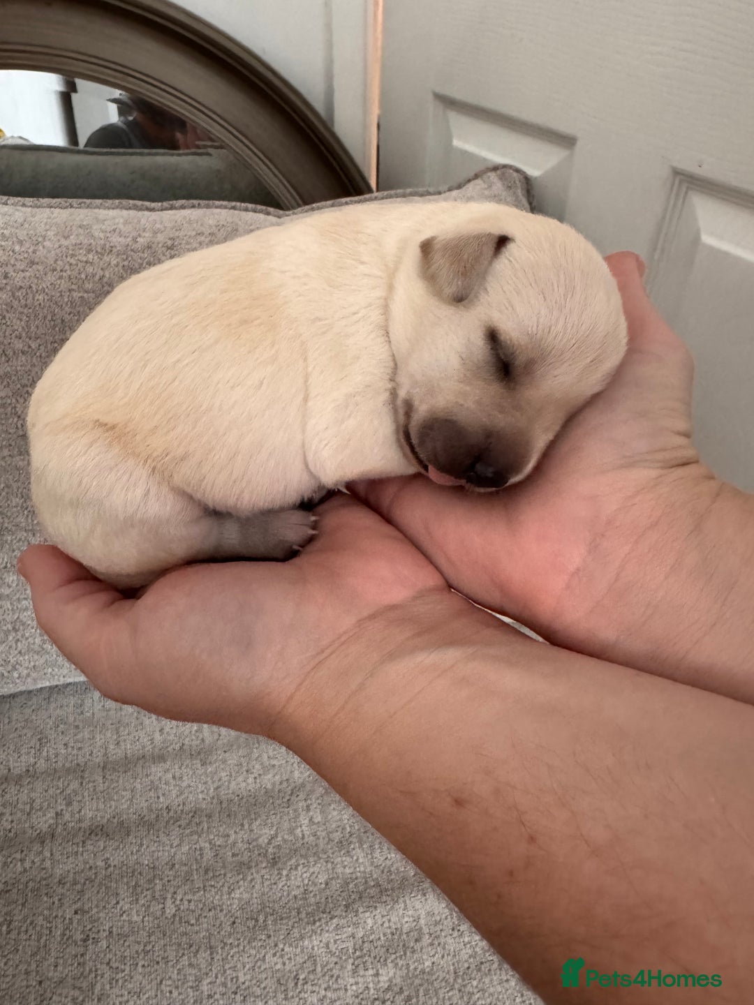 Mixed Breed dogs for sale: 🔥❤️ Beautiful labrador fur baby’s 🔥❤️ - Image 10