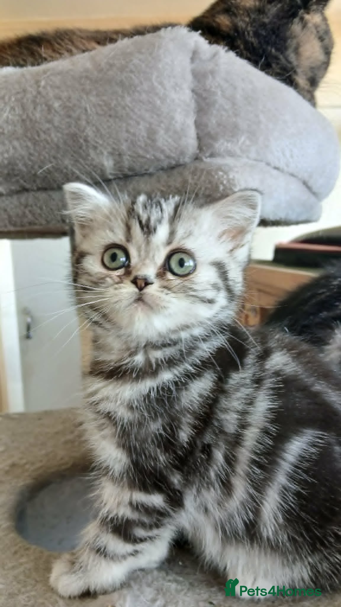 British Shorthair cats Bsh. Tabby kitten girl.Price reduced! - Advert 17