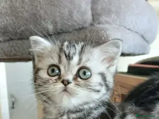 British Shorthair cats Bsh. Tabby kitten girl.Price reduced! - Advert 17
