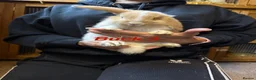 Mini Lop rabbits for sale: Gorgeous mini lop babies - Advert 5