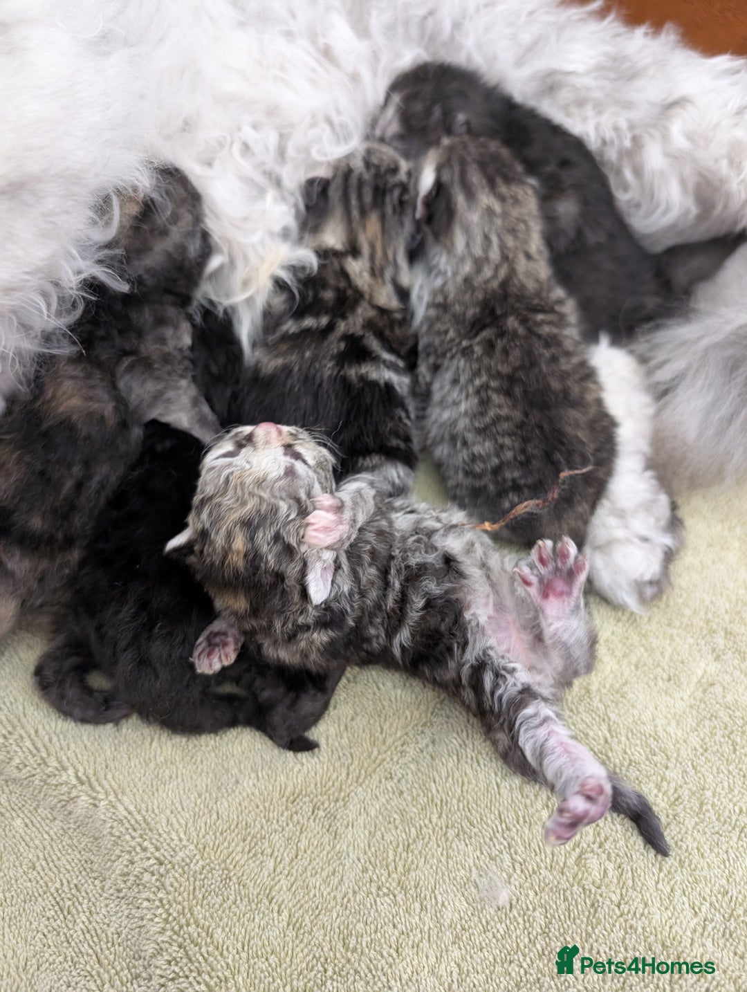 Selkirk Rex cats for sale:   💜 Selkirk Rex Kittens Ready 25th November 💜 - Image 16