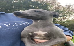 Whippet dogs for sale: 2 whippet puppies remaining ready for new homes - Image 22