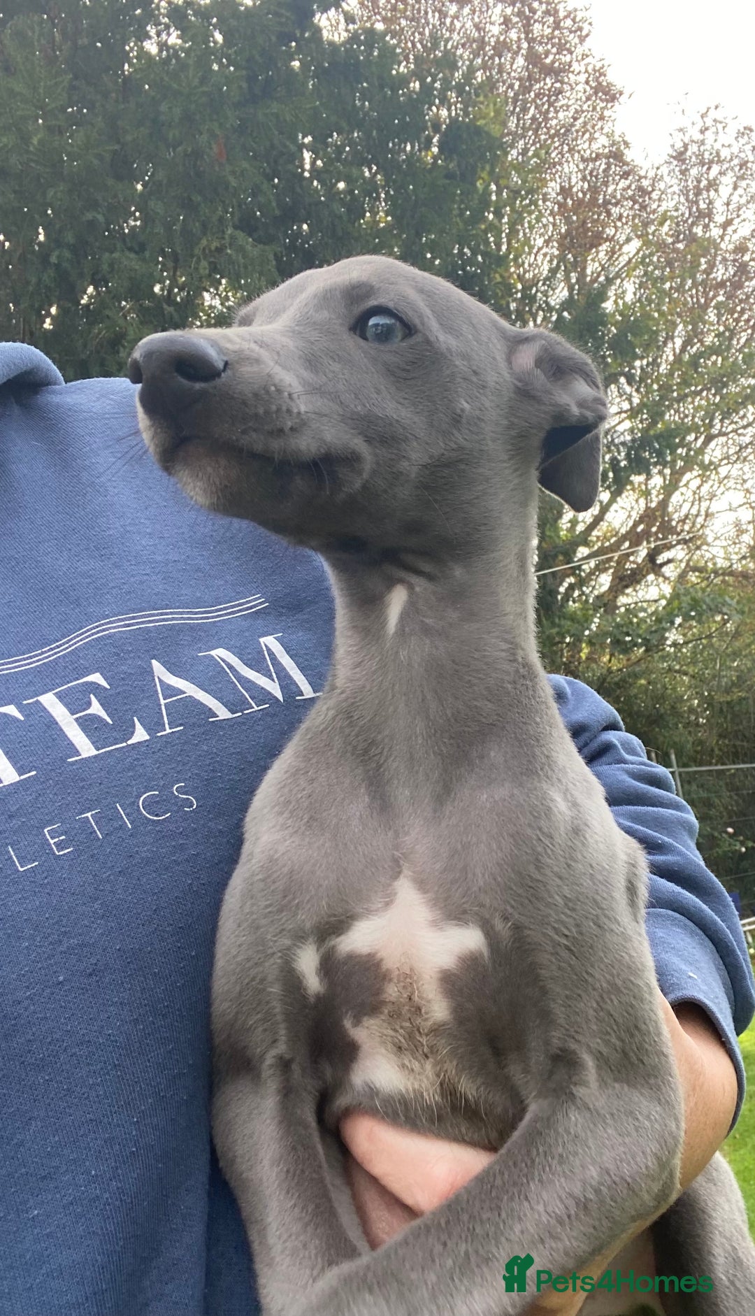 Whippet dogs for sale: 2 whippet puppies remaining ready for new homes - Image 22