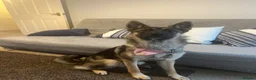 German Shepherd dogs for sale: German shepherd  - Advert 3
