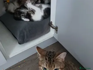 Mixed Breed cats Bengal cross kittens - Advert 1