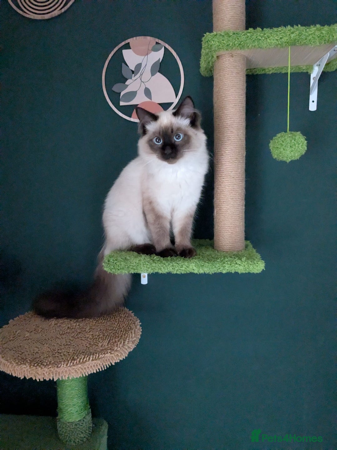 Ragdoll cats for sale: Suzie - Image 2