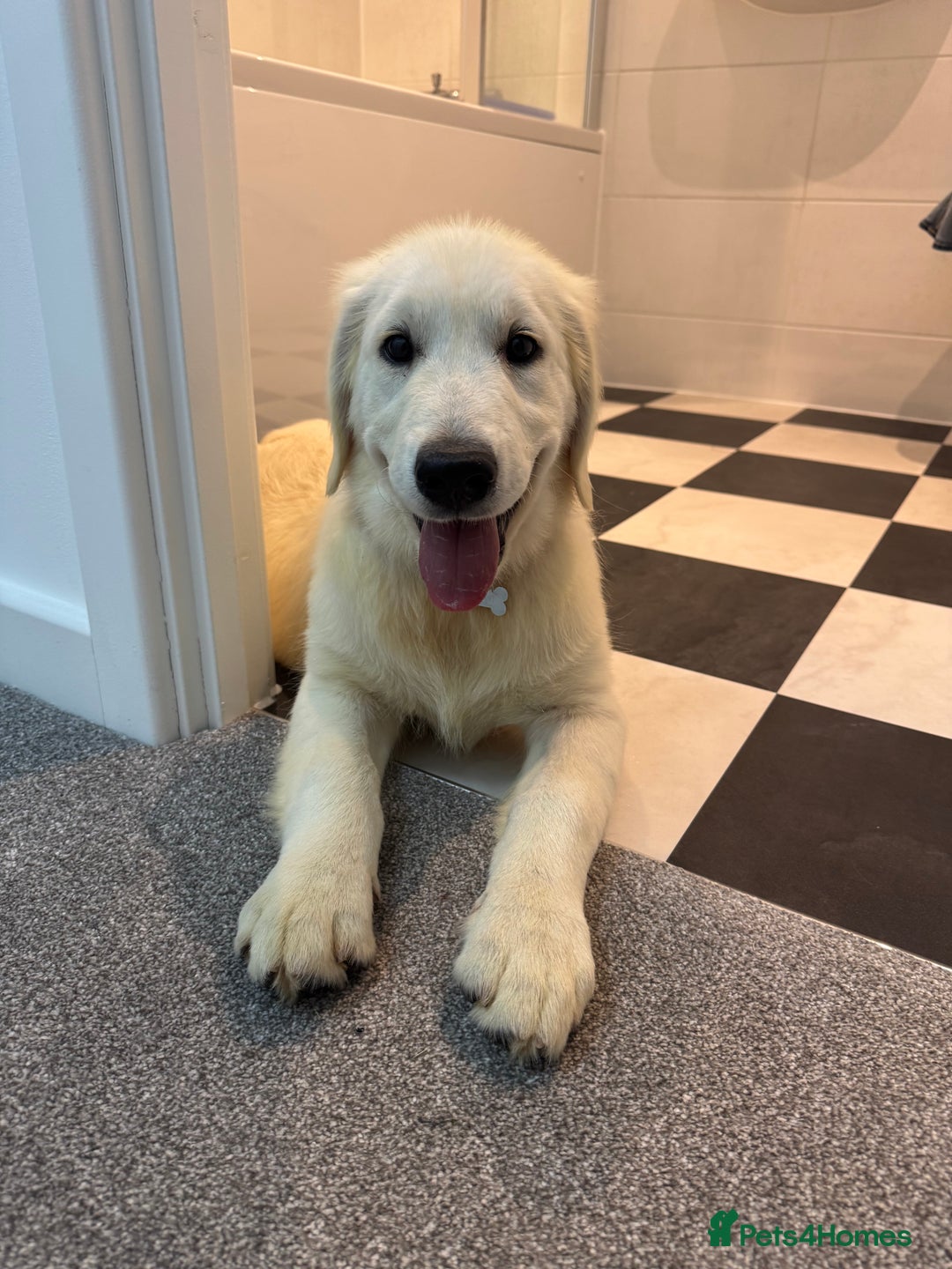 Golden Retriever dogs for sale: Golden Retriever  - Advert 6