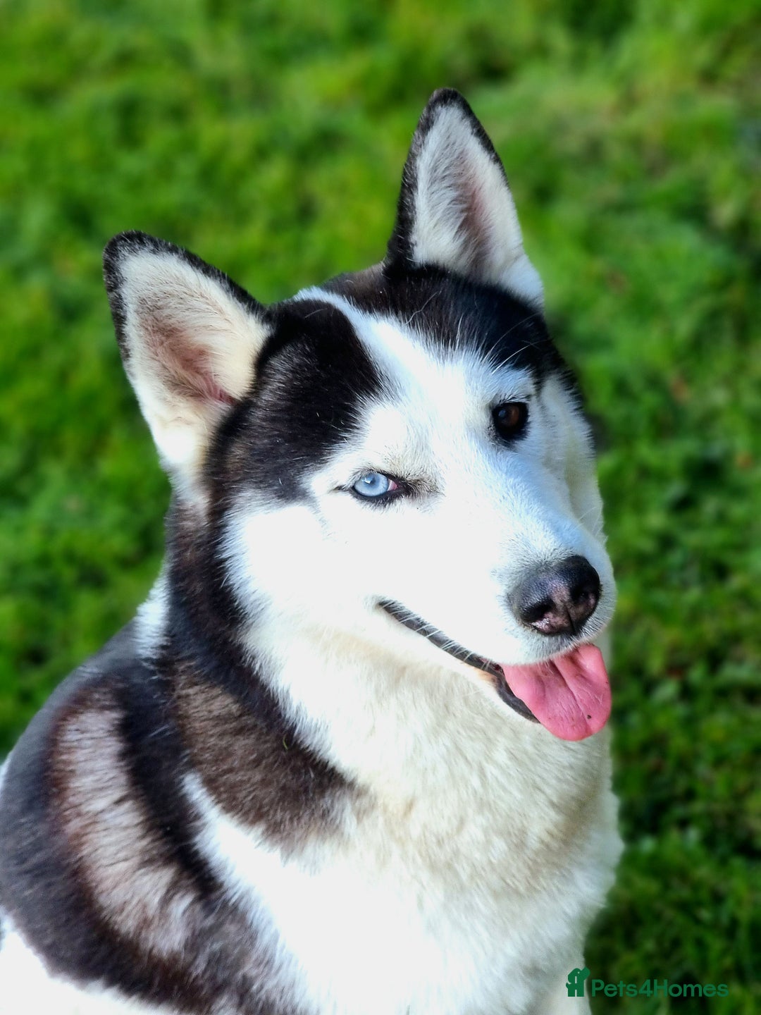 Siberian Husky dogs for sale: Two beautiful husky for rehoming  - Image 3