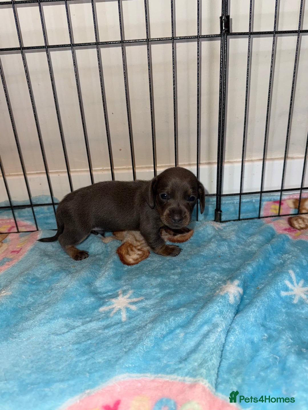 Dachshund dogs for sale: BEAUTIFUL DACHSHUND PUPPIES 🐾 - Image 3