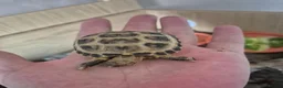 Tortoise reptiles for sale: 🐢 Horsfield (Russian) Tortoise – For Sale 🐢 - Advert 3