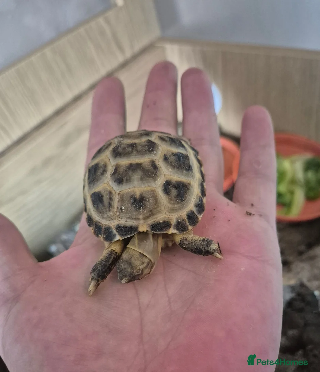 Tortoise reptiles for sale: 🐢 Horsfield (Russian) Tortoise – For Sale 🐢 - Advert 3