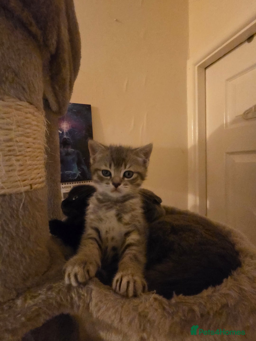 Scottish Fold cats for sale: Scottish Fold  - Advert 5