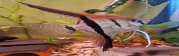 Angelfish fish for sale: Manacapuru Red back Angelfish  - Advert 1