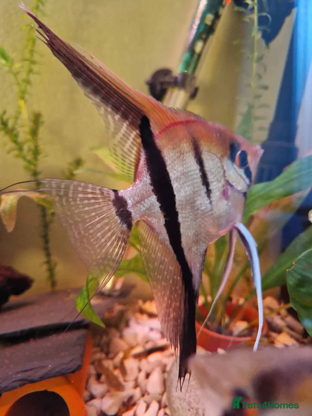 Angelfish fish for sale: Manacapuru Red back Angelfish  - Advert 1