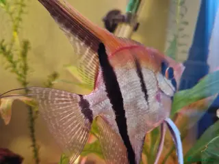 Angelfish fish Manacapuru Red back Angelfish - Advert 3