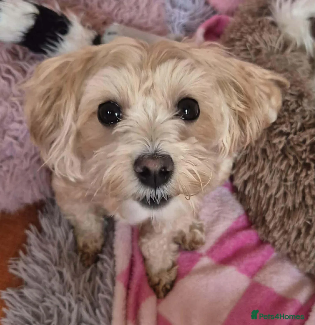 Maltipoo dogs for adoption: Molly Mae - In Ayr Looking for a Home - Advert 1
