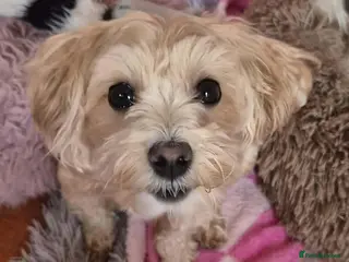 Maltipoo dogs Molly Mae - In Ayr Looking for a Home - Advert 1