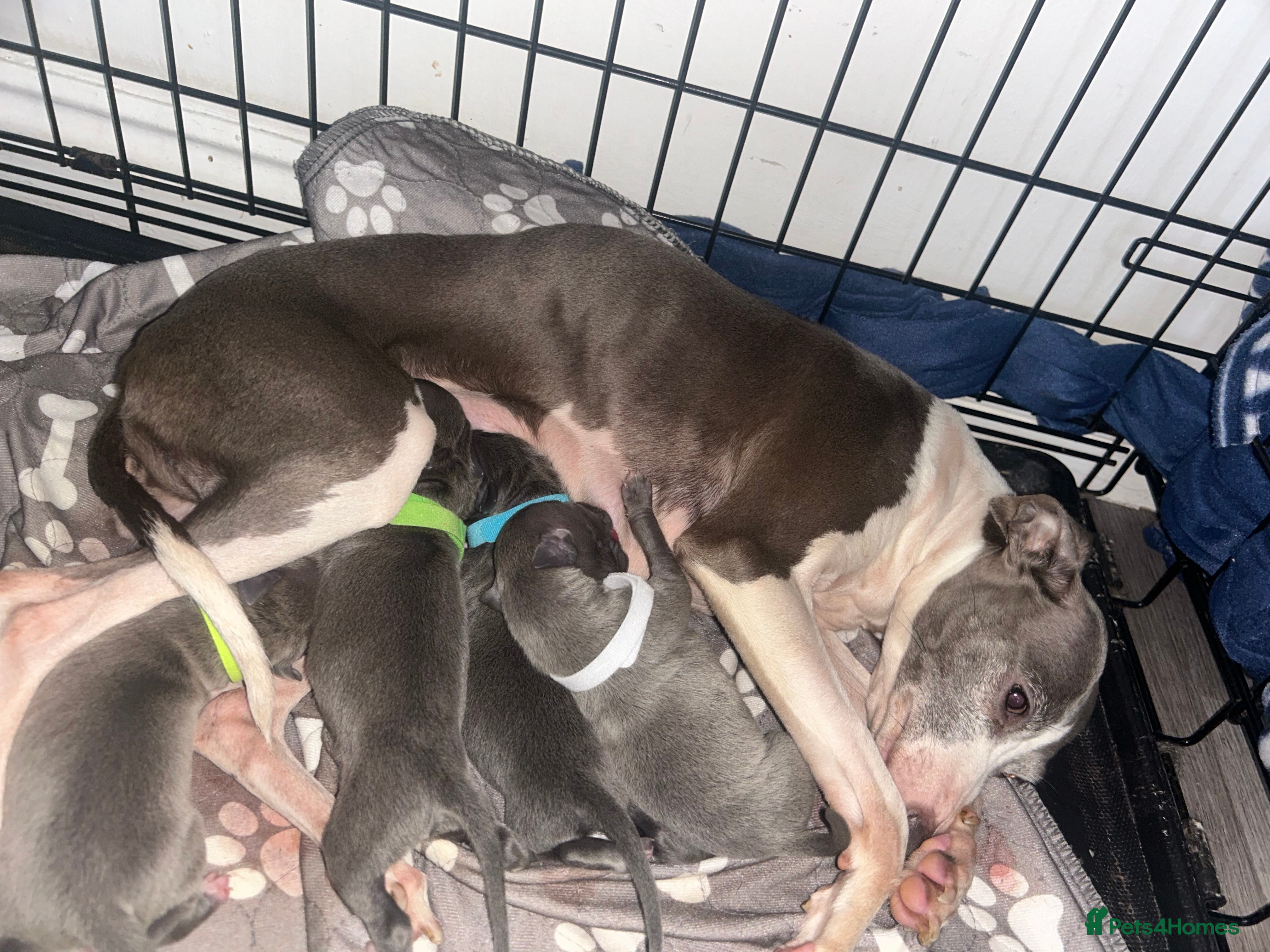 Italian Greyhound dogs Kc registered blue boys - Advert 3