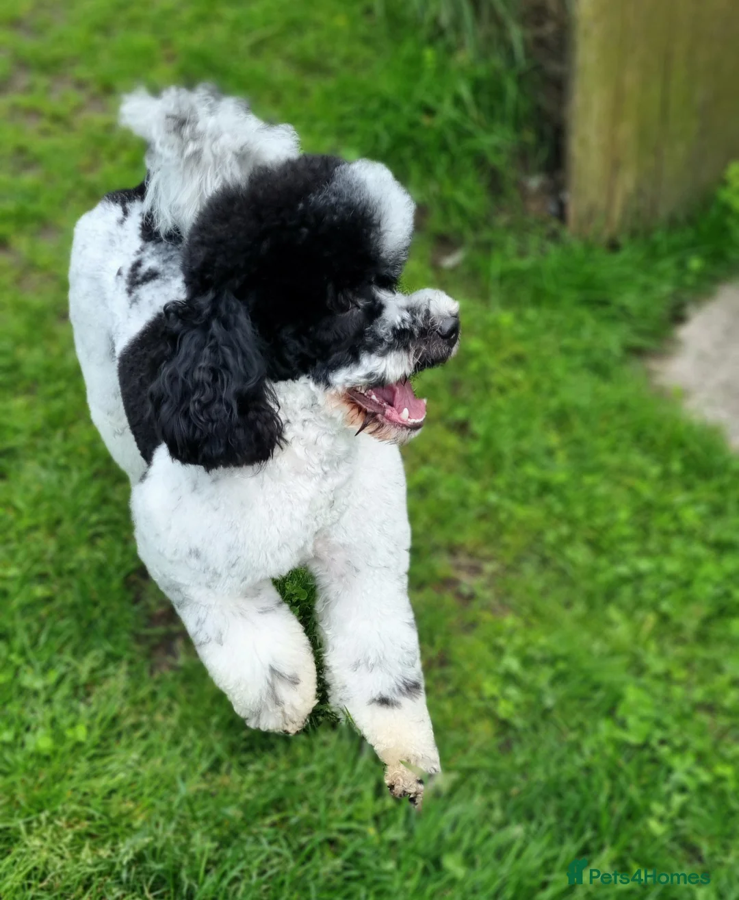 Miniature Poodle dogs for stud: Gorgeous Parti Miniature Poodle - Advert 24