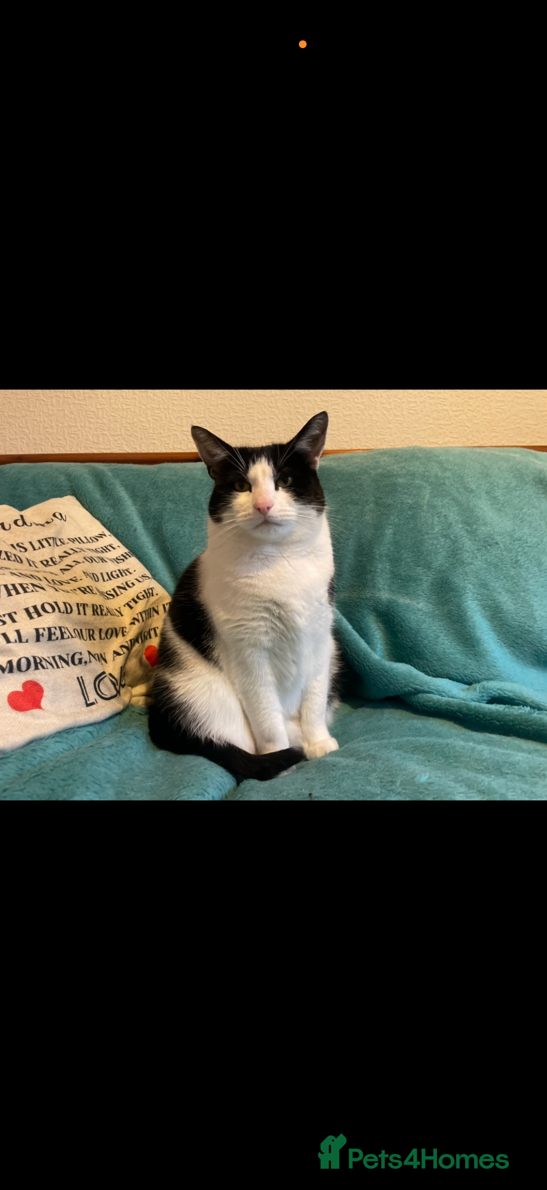 Mixed Breed cats for sale: Narla and kitty  - Advert 3