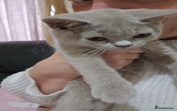 British Shorthair cats for sale: 🐾 Last British Shorthair Kitten – Lilac Cream 🐾 - Image 3