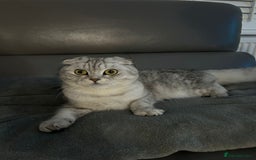 Scottish Fold cats for sale: Adorable Male Scottish Fold  - Advert 2
