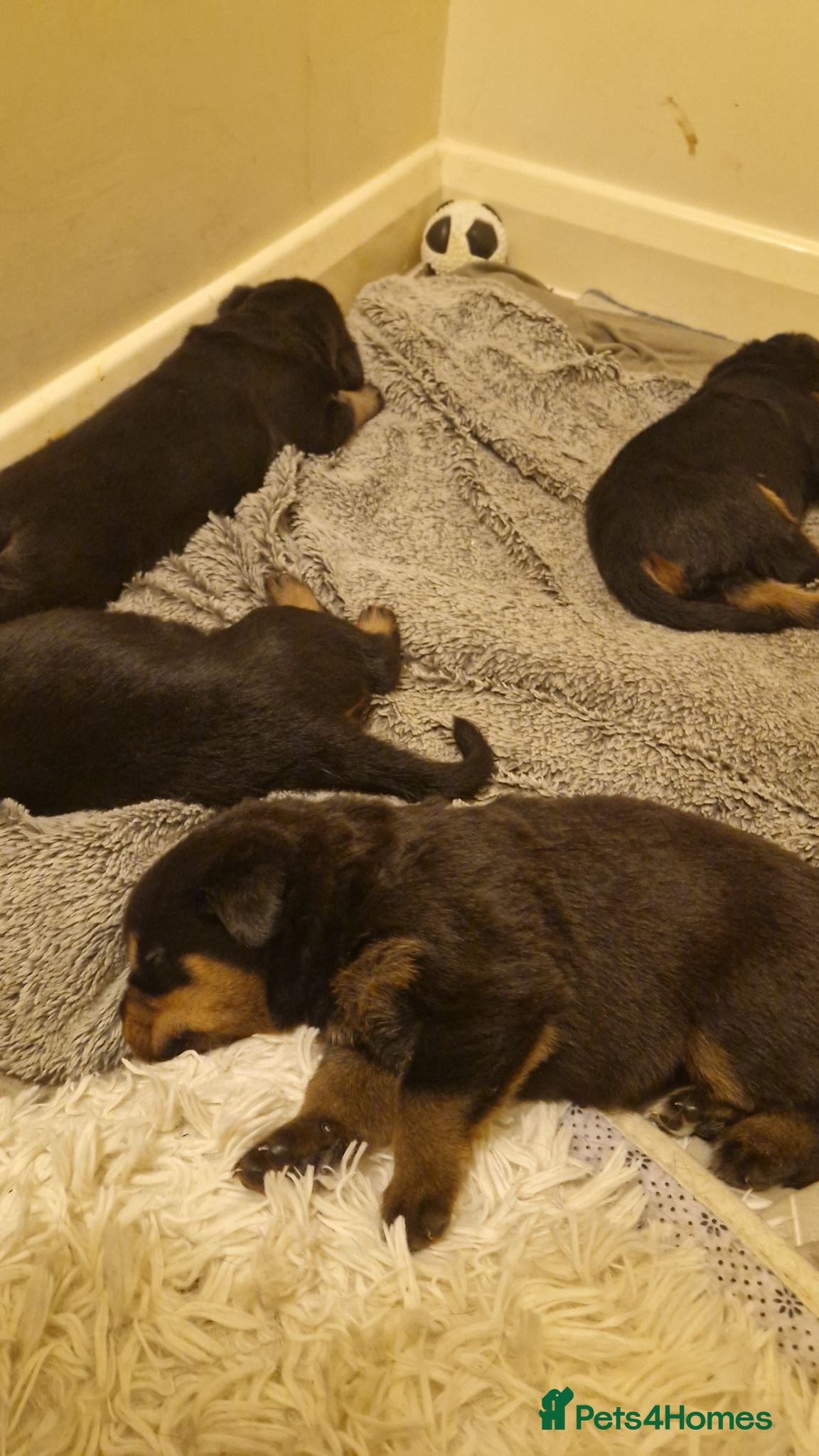 Rottweiler dogs Pure German rottweiler puppies  - Advert 2
