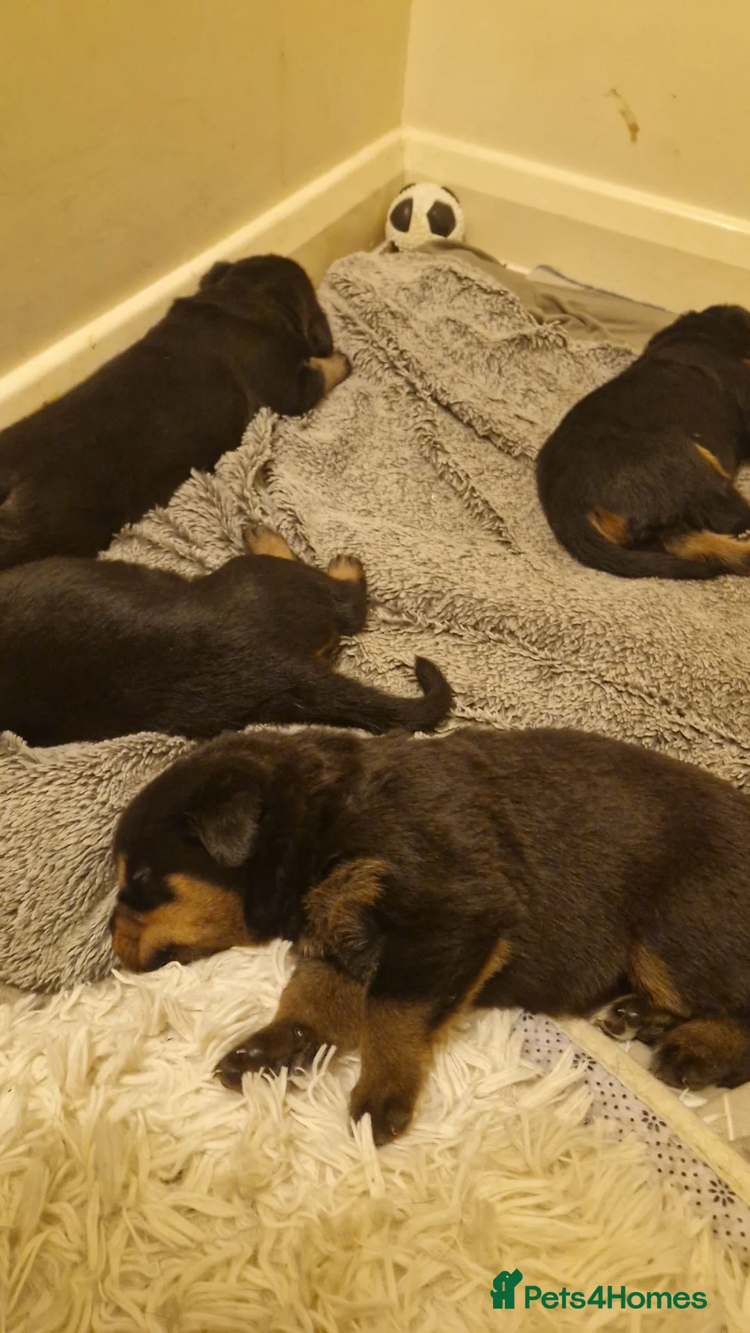 Rottweiler dogs for sale: Pure German rottweiler puppies  - Advert 2