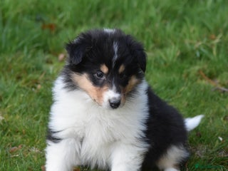 Rough Collie dogs Kc registered rough collie puppies - Advert 5