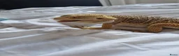Bearded Dragon reptiles for sale: Male 14 month old bearded dragon with setup  in Nottingham - Advert 1