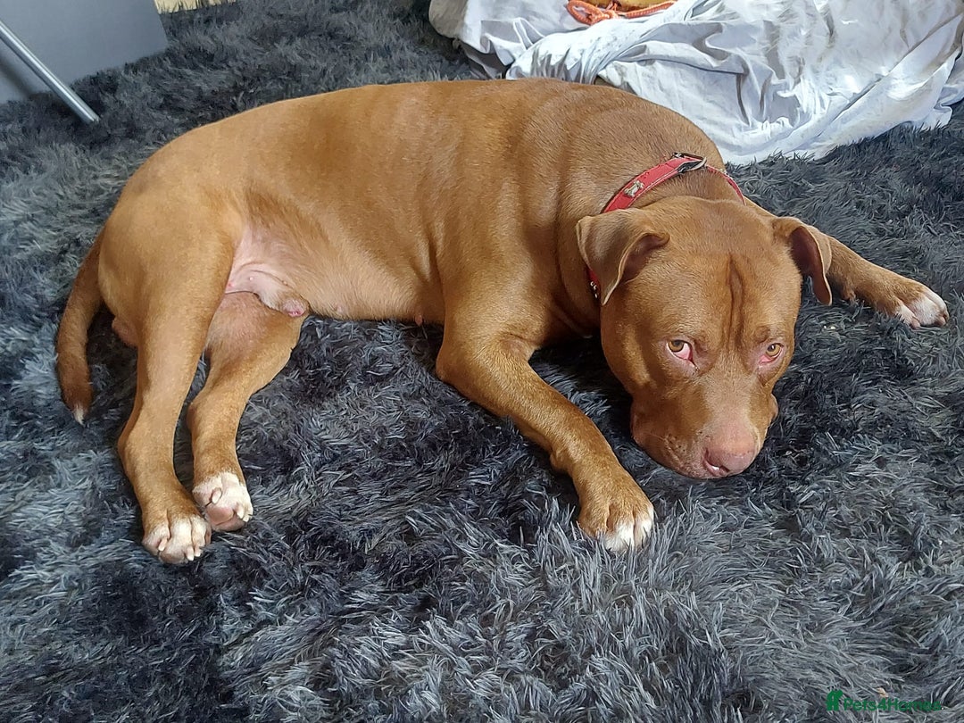 Mixed Breed dogs for sale: 	Castro – Gentle Cane Corso x Bully 🐶💛 - Image 4